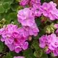 Prírodný éterický geranium olej
