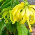 Esenciálny olej ylang ylang