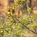 arganový olej v bio kvalite z Maroka
