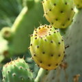 kaktusový olej z opuncií