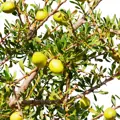 plody argania spinosa