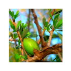 plody stromu argania spinosa