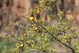 argania spinosa