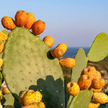 opunciovy olej z kaktusu opuncia