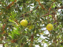 argania spinosa