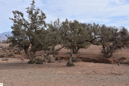 strom argania spinosa