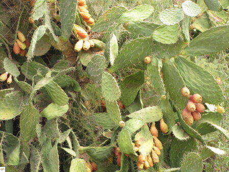 kaktusový olej z opuncii