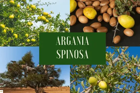 Aké účinky má arganový olej a ako ho používať čo najlepšie?