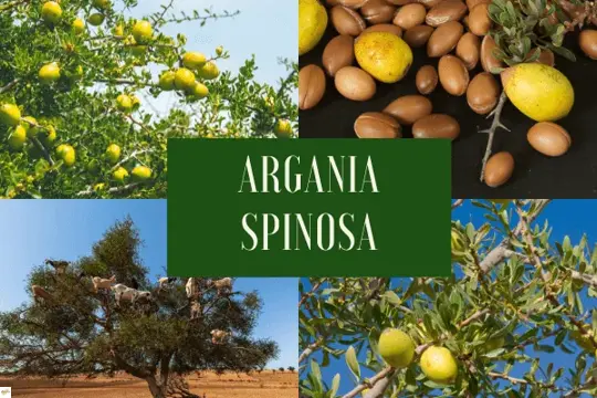 Aké účinky má arganový olej a ako ho používať čo najlepšie?